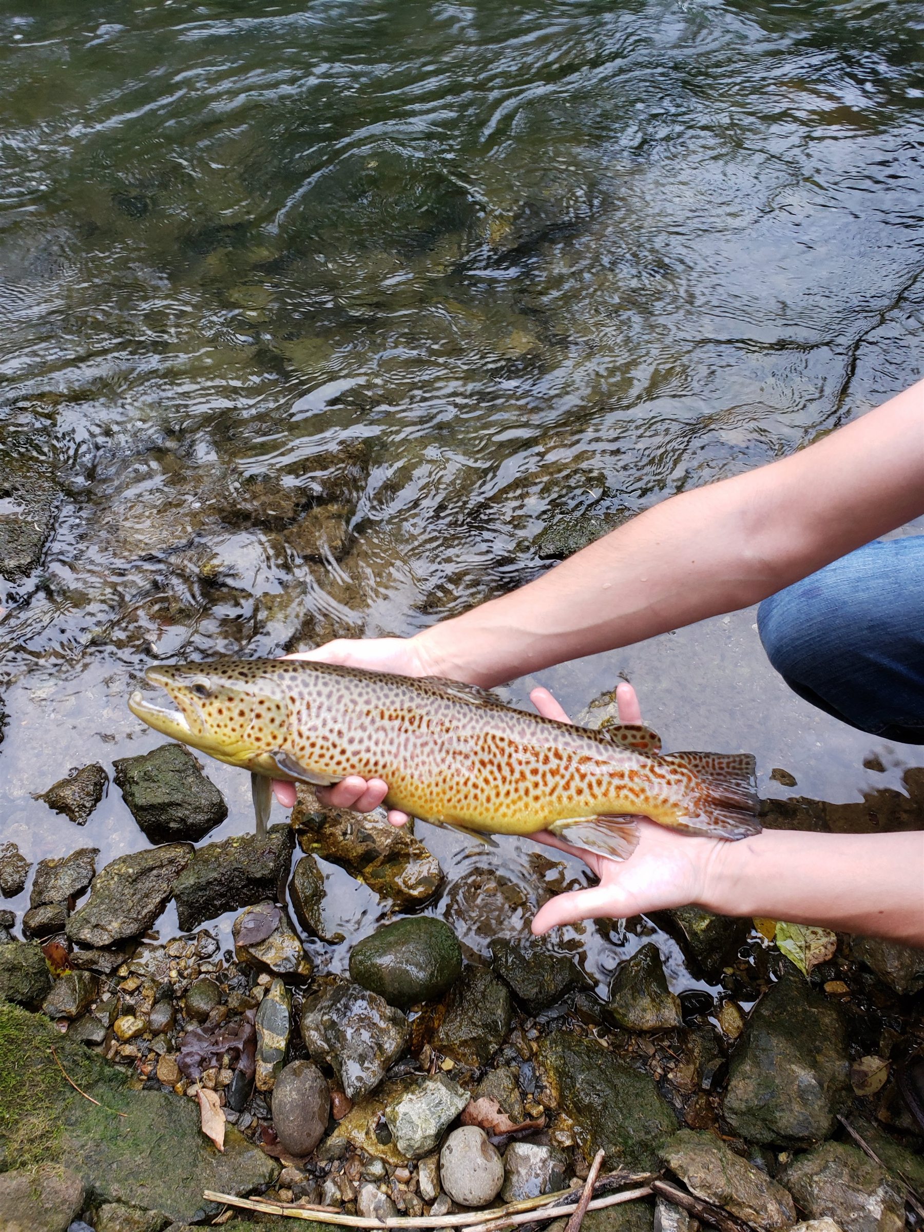 A large spotted brown trout held carefully above a rocky stream