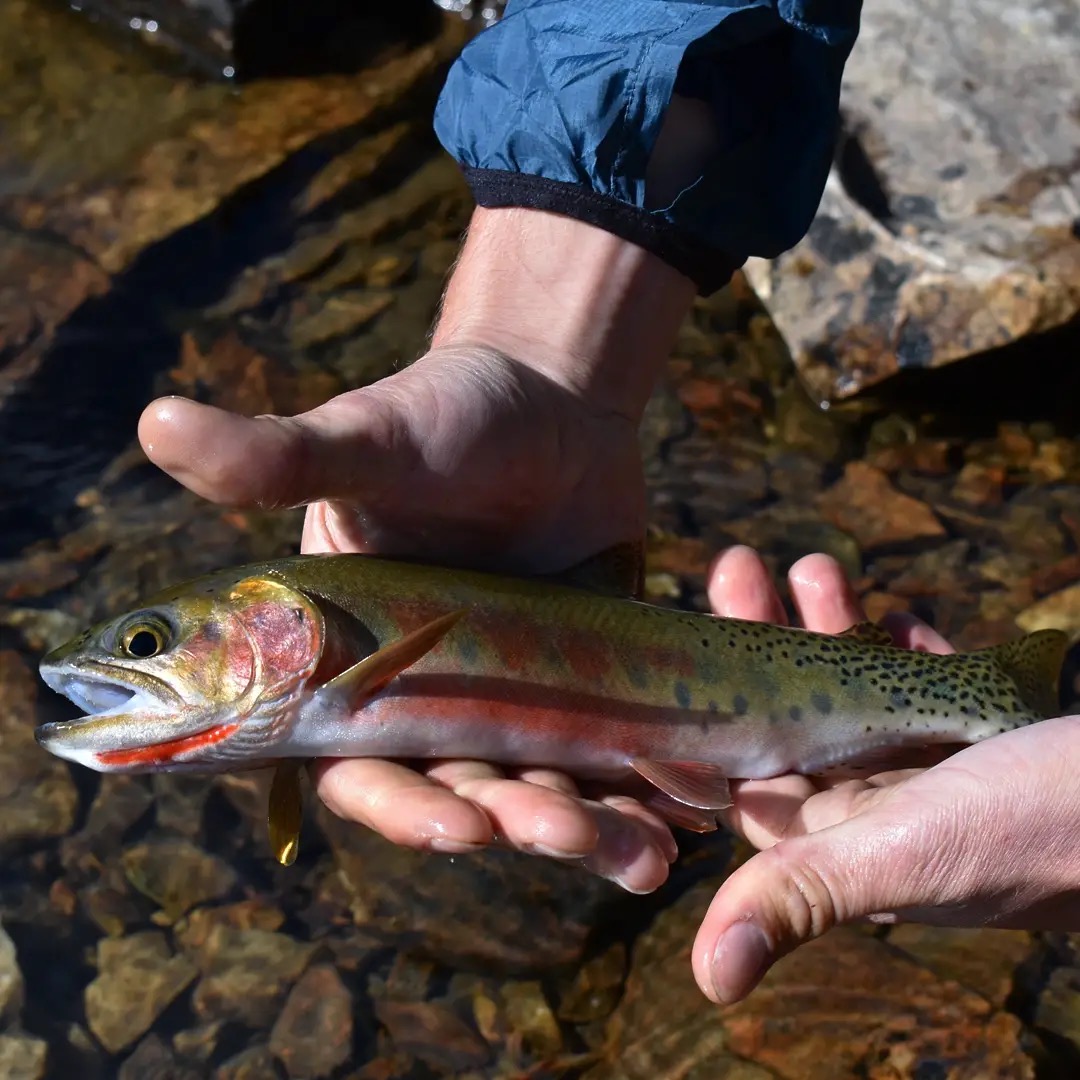 A colorful cutthroat trout held carefully above clear water