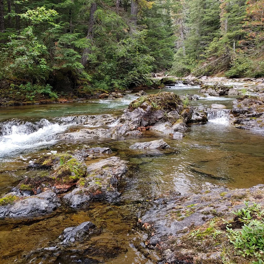 A clear rocky stream winding through a dense evergreen forest