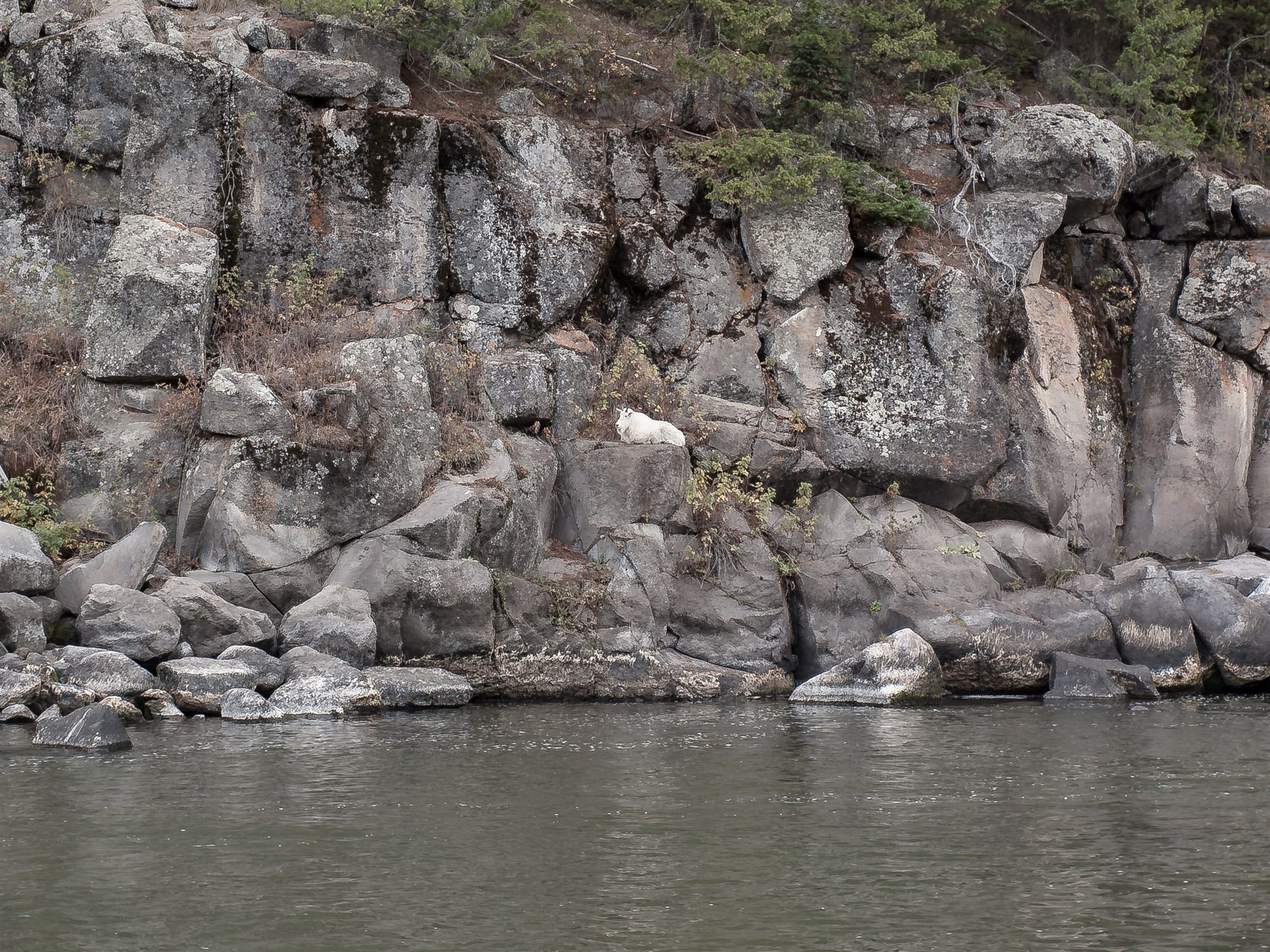 A white mountain goat resting among dark rocks above a river