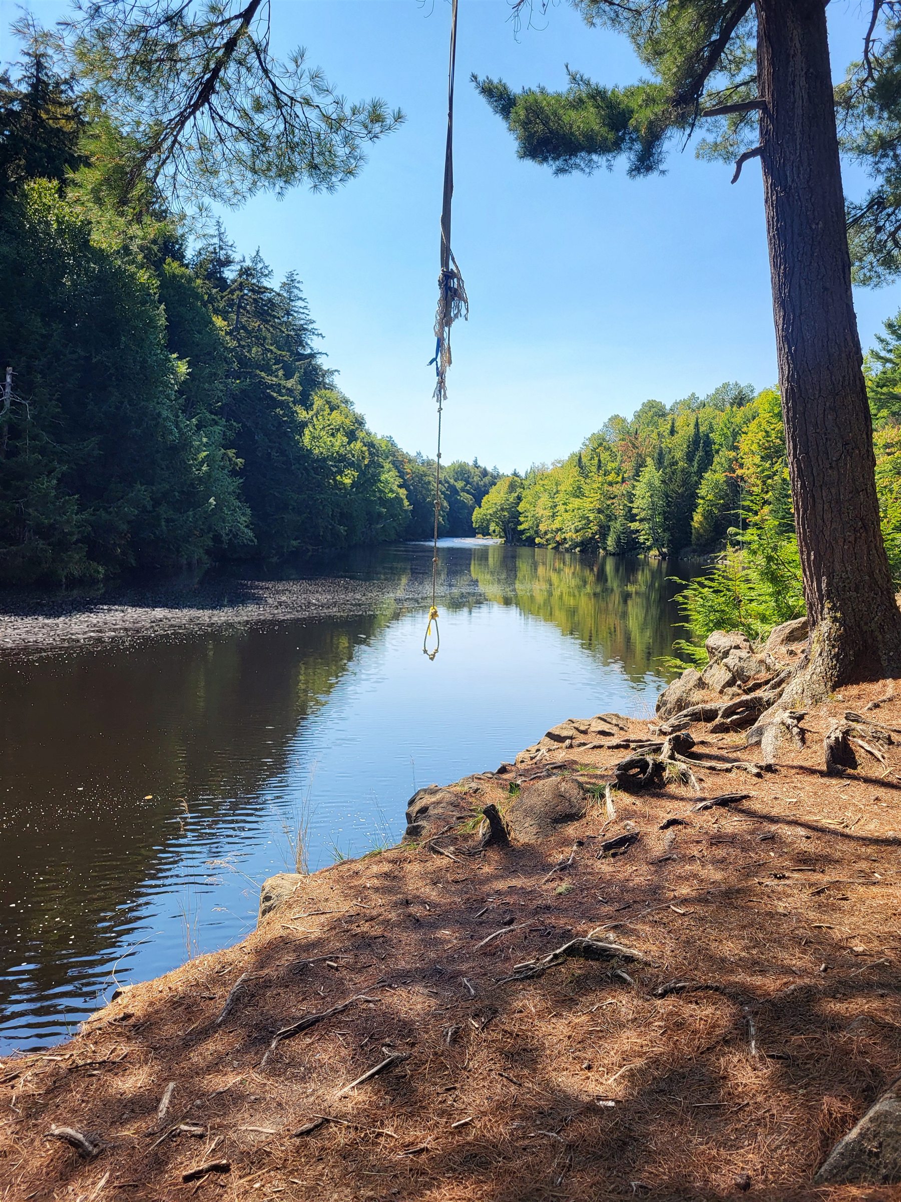 A rope swing hanging from a tall pine above a quiet forest river