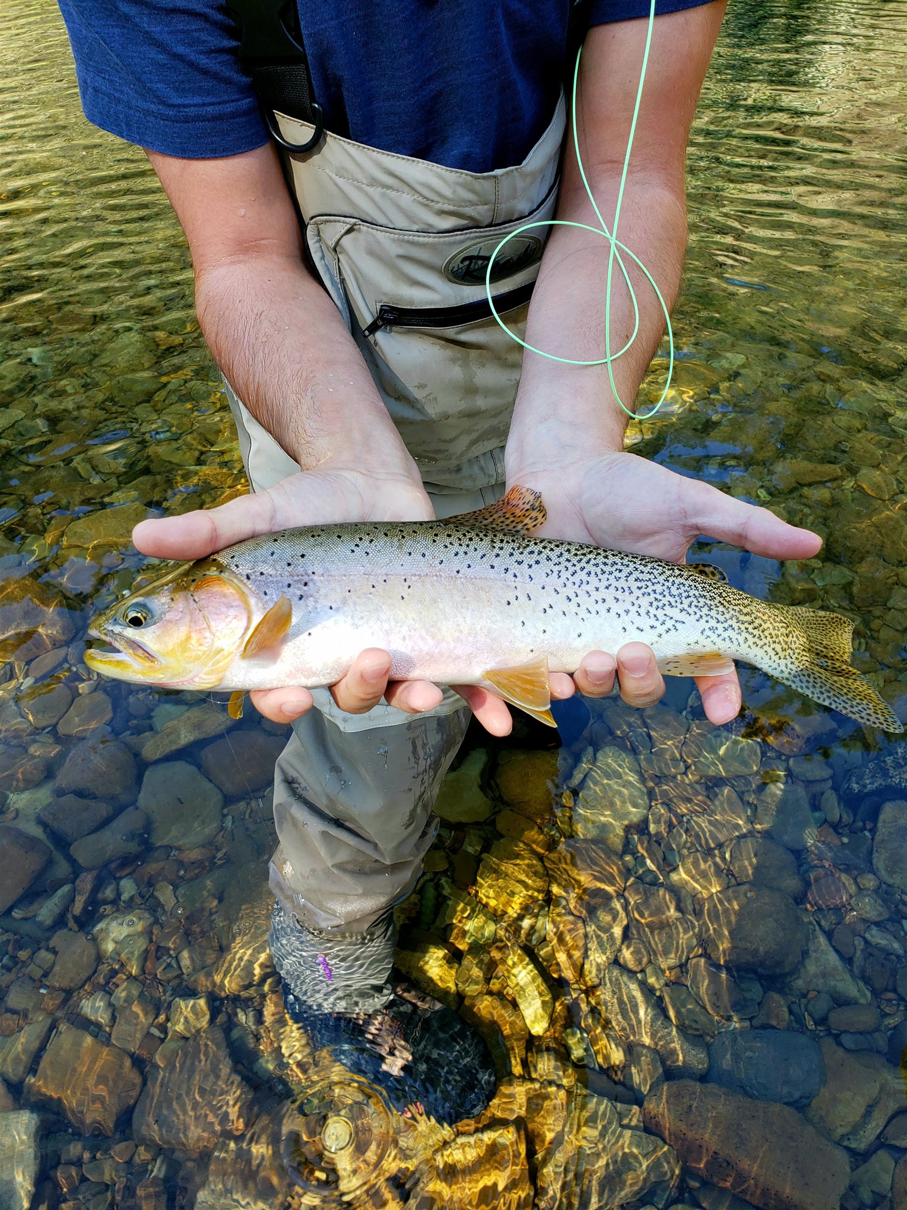 An angler holding a large trout while standing in clear water